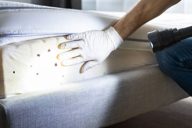 Best Flea Control Services  in Vian, OK