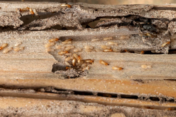 Best Local Pest Control Services  in Vian, OK